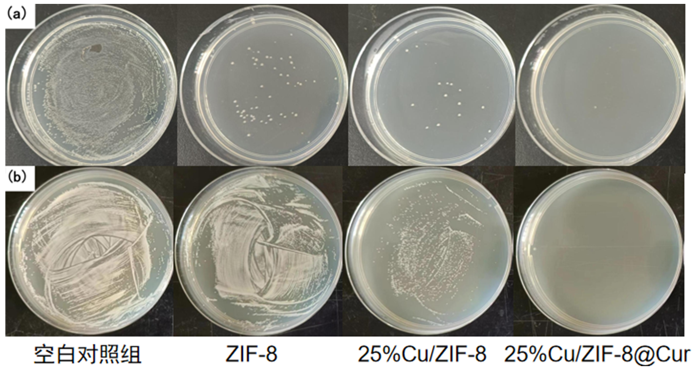 大连理工大学齐民团队研究成果：具有pH响应性的Cu/ZIF-8@Cur纳米颗粒的制备及抗菌性能研究