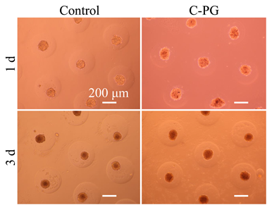 东华大学朱美芳院士团队研究成果：高通量制备含有可注射分形纳米纤维片的细胞球体及其潜在应用